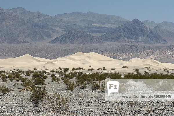 Mesquite Flat Sanddünen  Death Valley Nationalpark  Mojave-Wüste  Kalifornien  USA  Nordamerika