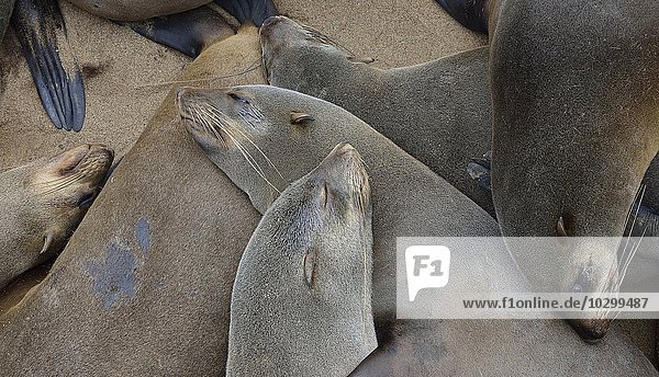 Südafrikanische Seebären (Arctocephalus pusillus)  Ohrenrobben (Otariidae) liegen übereinander am Strand  Cape Cross  Kreuzkap  Namibia  Afrika