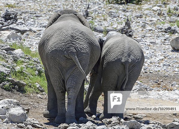 Afrikanische Elefanten (Loxodonta africana) von hinten  Etosha  Namibia  Afrika