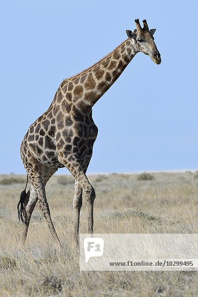 Giraffe (Giraffa camelopardalis)  Bulle  im Grasland  Etosha Nationalpark  Namibia  Afrika