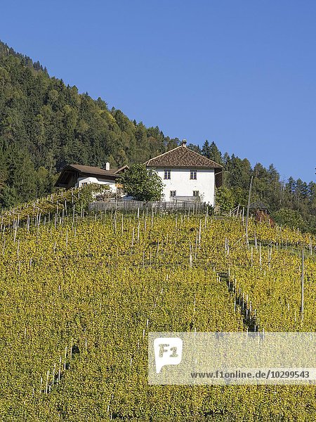 Herbstliche Weinberge und Hof  Riffian  Trentino-Alto Adige  Südtirol  Italien  Europa