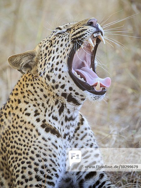 Gähnender Leopard (Panthera pardus)  Südluangwa National Park  South Luangwa National Park  Sambia  Afrika
