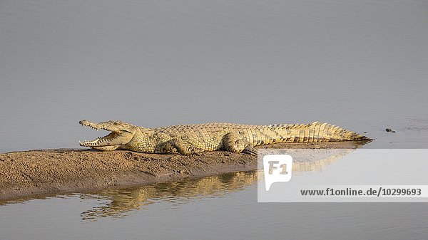 Auf einer Sandbank Ruhendes Nilkrokodil (Crocodylus niloticus) im Abendlicht  Südluangwa-Nationalpark  Sambia  Afrika