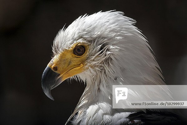 Bald eagle (Haliaeetus leucocephalus) portrait  captive  Palmitos Park  Maspalomas  Gran Canaria  Canary Islands  Spain  Europe
