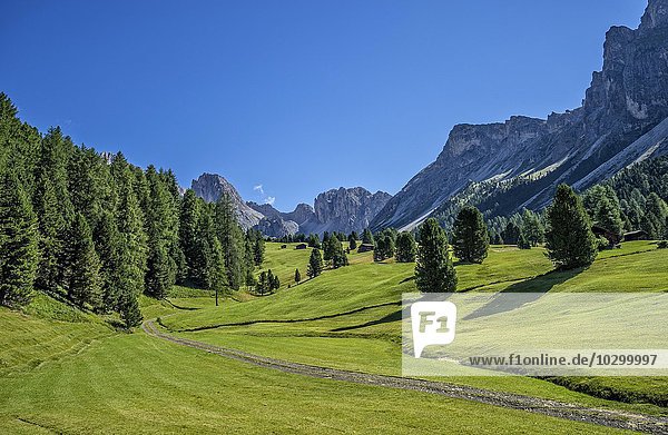 Geislergruppe mit der Stevia den Gipfen La Piza und Jela im Sommer  bei Santa Christina  Grödner Tal  Val Gardena  Dolomiten  Italien  Europa