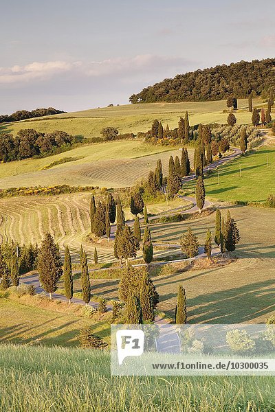 Zypressenallee an einer Straße  Monticchiello  Val d'Orcia  Orcia Tal  Toskana  Provinz Siena  Italien  Europa