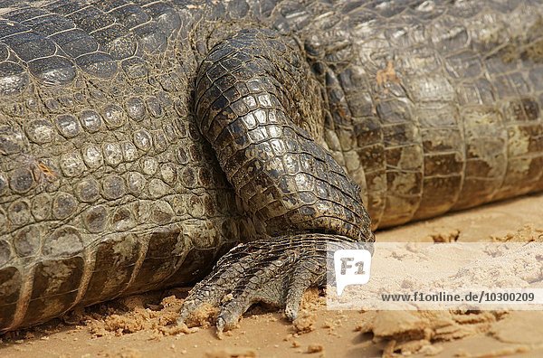 Brillenkaiman (Caiman yacare  Caiman crocodilus yacare)  Fuß  Detail  Pantanal  Brasilien  Südamerika