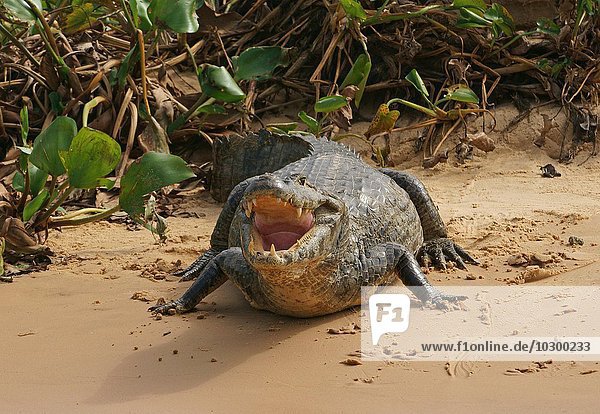 Brillenkaiman (Caiman yacare  Caiman crocodilus yacare) mit geöffneten Maul  Pantanal  Brasilien  Südamerika