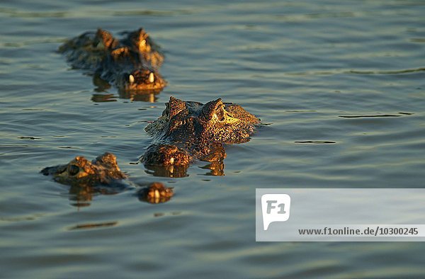 Brillenkaimane (Caiman yacare  Caiman crocodilus yacare)  lauern im Wasser  Pantanal  Brasilien  Südamerika