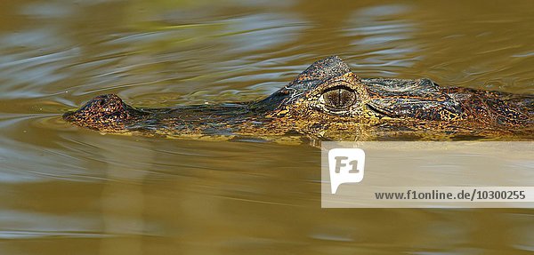 Brillenkaiman (Caiman yacare  Caiman crocodilus yacare)  lauert im Wasser  Portrait  Pantanal  Brasilien  Südamerika