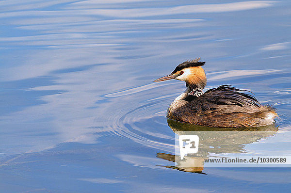 Haubentaucher (Podiceps cristatus)  Altvogel schwimmt mit einem Küken im Gefieder auf einem See  Nordrhein-Westfalen  Deutschland  Europa