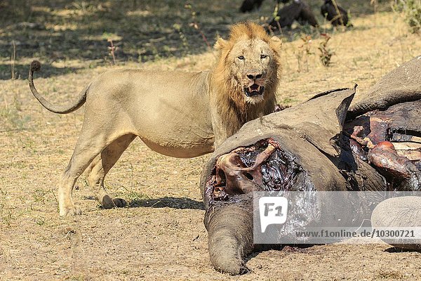 Löwe (Panthera leo) am Kadaver eines Elefanten Südluangwa National Park South Luangwa National Park Sambia Afrika