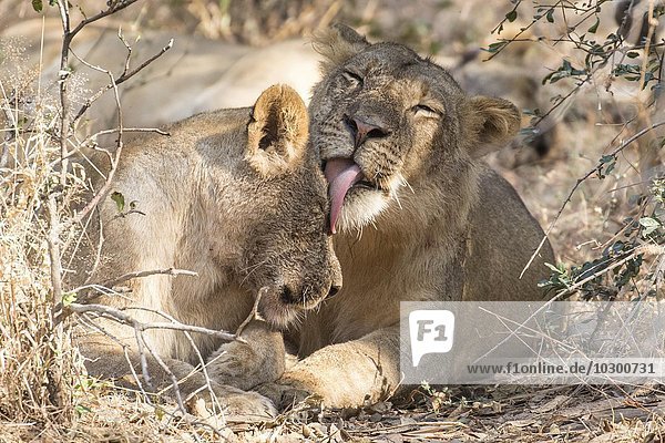 Schmusende Löwen (Panthera leo)  Südluangwa National Park  South Luangwa National Park  Sambia  Afrika