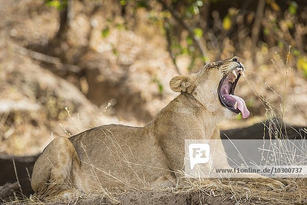 Lioness (Panthera leo) yawning South Luangwa National Park Zambia Africa
