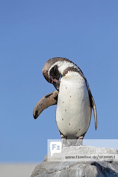 Humboldt-Pinguin (Spheniscus humboldti)  captive