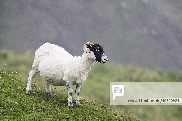 Schaf im Regen  Isle of Islay  Innere Hebriden  Schottland  Großbritannien  Europa
