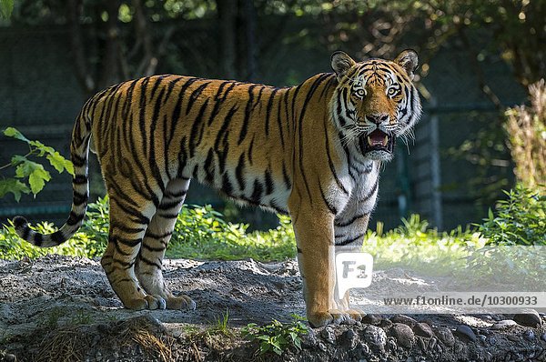 Sibirischer Tiger (Panthera tigris altaica)  captive  Bayern  Deutschland  Europa