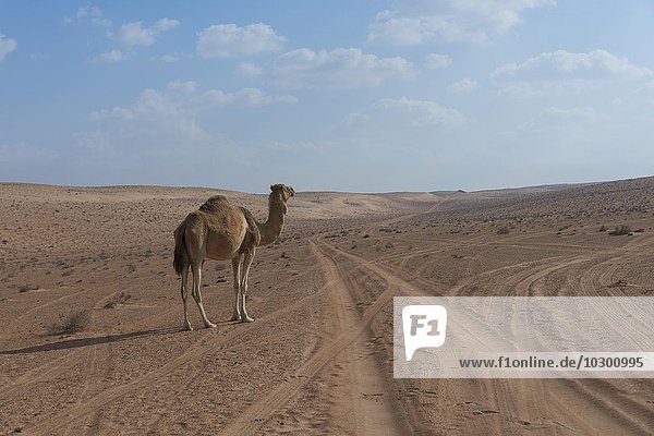 Dromedar (Camelus dromedarius) steht einsam in der Wüste  Wahiba Sands  Oman  Asien