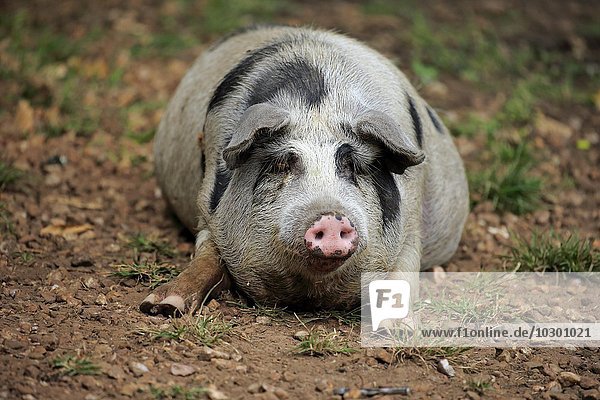 Hausschwein (Porcus domesticus)  weiblich  Sau  ruhend  Pantanal  Mato Grosso  Brasilien  Südamerika
