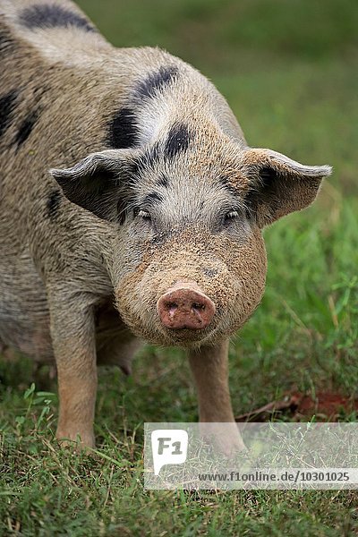 Hausschwein (Porcus domesticus)  weiblich  Sau  Pantanal  Mato Grosso  Brasilien  Südamerika