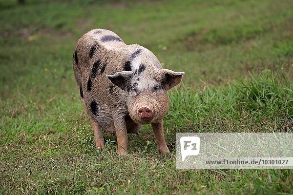 Domestic pig (Porcus domesticus)  female  Pantanal  Mato Grosso  Brazil  South America