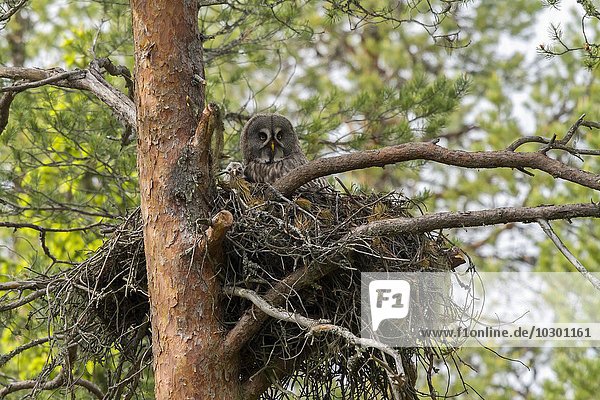 Bartkauz mit Kücken im Nest (Strix nebulosa) Kainuu Nord Karelien Finnland Europa
