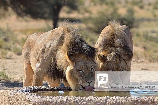 Zwei Löwen (Panthera leo),  Männchen,  beim Trinken am Wasserloch,  Kgalagadi Transfrontier Park,  Provinz Nordkap,  Südafrika