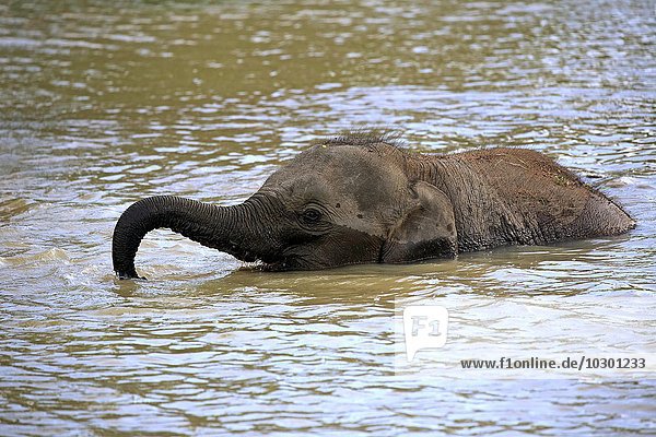 Asiatischer Elefant  Sri Lanka Elefant (Elephas maximus maximus)  Jungtier durchquert Wasser mit erhobenem Rüssel  Yala Nationalpark  Sri Lanka  Asien