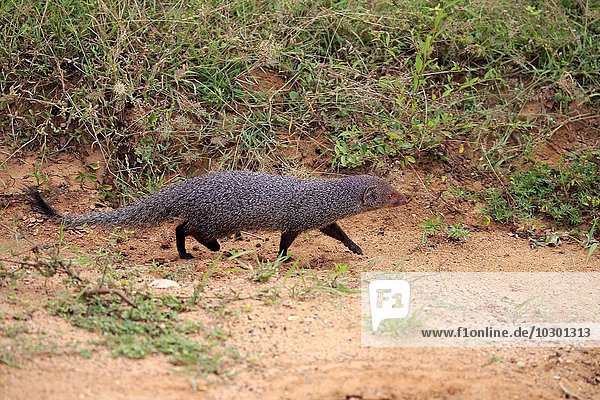 Indischer Mungo  (Herpestes edwardsii)  adult  Bundala Nationalpark  Sri Lanka  Asien