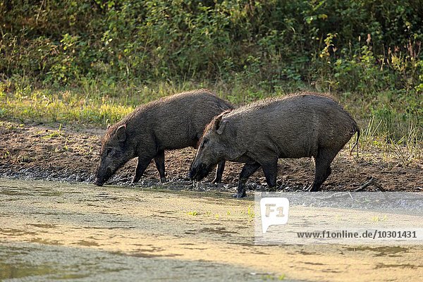 Wildschwein  (Sus scrofa affinis)  Sri Lanka Wildschwein  Paar am Wasser  trinkend  Yala Nationalpark  Sri Lanka  Asien