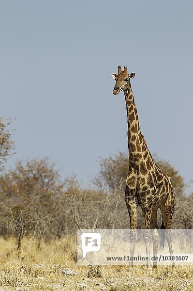 Kapgiraffe (Giraffa camelopardalis giraffa)  aufmerksames Männchen  Etosha-Nationalpark  Namibia  Afrika