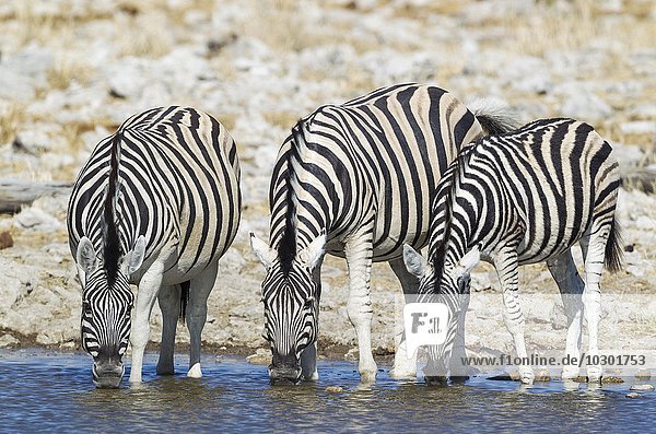Burchell-Zebras (Equus quagga burchellii) trinken am Wasserloch  Etosha-Nationalpark  Namibia  Afrika