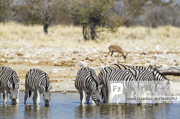 Burchell-Zebras (Equus quagga burchellii) trinken am Wasserloch  hinten grasende Schwarznasenimpalas (Aepyceros melampus petersi)  Etosha-Nationalpark  Namibia  Afrika