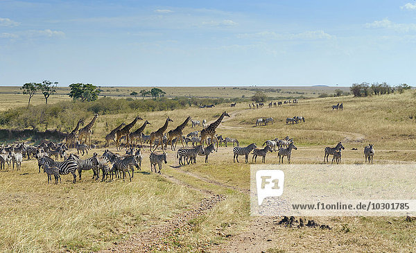 Zebras (Equus Quagga) und Giraffen (Giraffa Camelopardalis) durchqueren ein ausgetrocknetes Flussbett oder Lugga  Masai Mara  Narok County  Kenia  Afrika