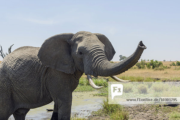 Elefant (Loxodonta africana) mit erhobenem Rüssel  Masai Mara  Narok County  Kenia  Afrika