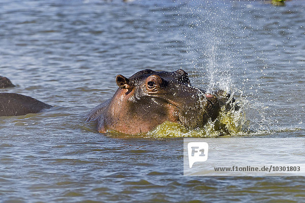 Flusspferd (hippopotamus amphibious)  prustet beim Auftauchen das Wasser aus  Masai Mara  Narok County  Kenia  Afrika
