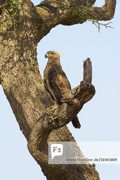 Savannenadler (Aquila rapax)  sitzt auf Baum  Masai Mara  Narok County  Kenia  Afrika