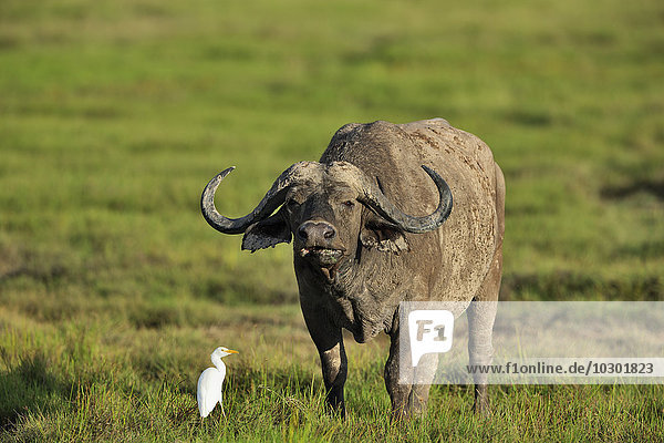 Afrikanischer Büffel  Kaffernbüffel (Syncerus caffer)  in den Sümpfen  Amboseli  Kenia  Afrika