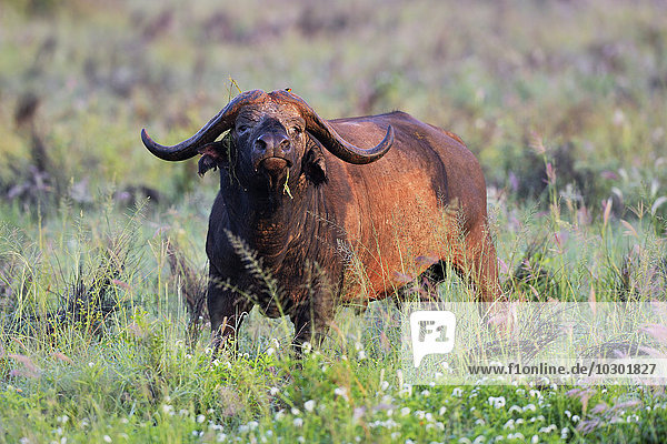 Mit getrocknetem Schlamm bedeckter  afrikanischer Büffel (Syncerus caffer)  im Morgenlicht  Tsavo  Kenia  Afrika