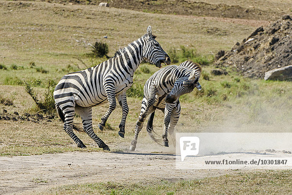 Zebras (Equus quagga)  kämpfende Hengste  Masai Mara  Narok County  Kenia  Afrika