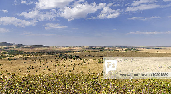 Stretch landscape in the Masai Mara at the Sand River with a view of the northern savannah of the Serengeti Llamai Wedge Maasai Mara National Reserve Narok County Kenya Africa