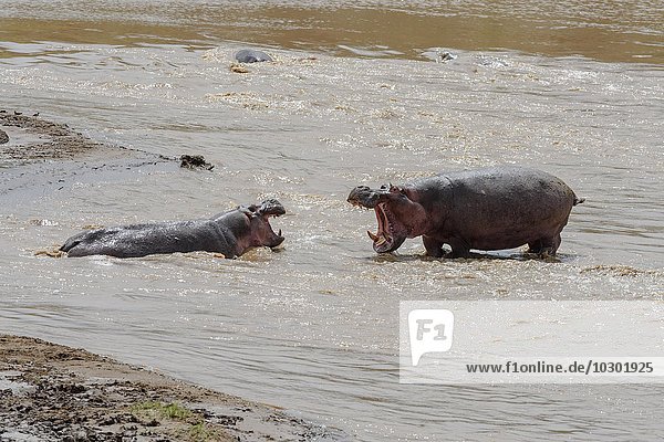 Ein Flusspferd (Hippopotamus amphibius) versucht einen Rivalen zu vertreiben  Mara River  Masai Mara  Narok County  Kenia  Afrika