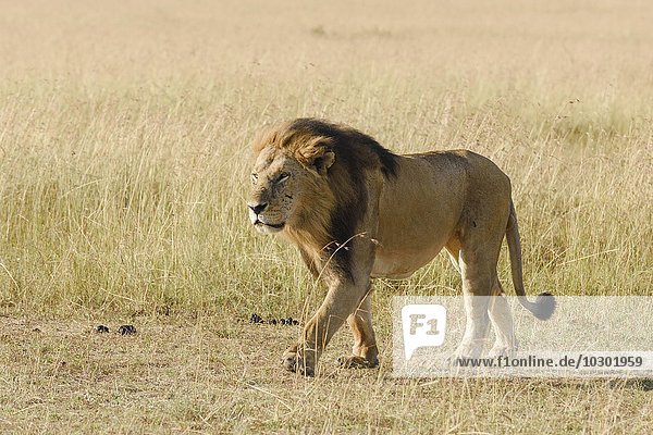 Löwe (Panthera leo)  Männchen mit wehender Mähne  Masai Mara  Narok County  Kenia  Afrika