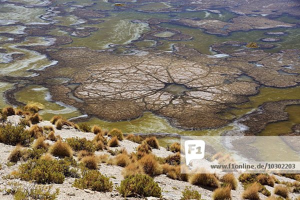 Schwarze Lagune mit Wasserpflanzen  die interessante Strukturen bilden  Laguna negra  bei Uyuni  Lipez  Bolivien  Südamerika