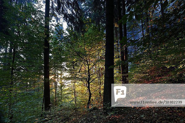 Herbstwald im Morgenlicht  Nationalpark Sächsische Schweiz  Sachsen  Deutschland  Europa