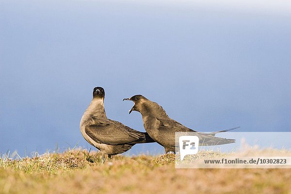 Schmarotzerraubmöwe (Stercorarius parasiticus)  Fair Isle  Shetlandinseln  Schottland  Großbritanien