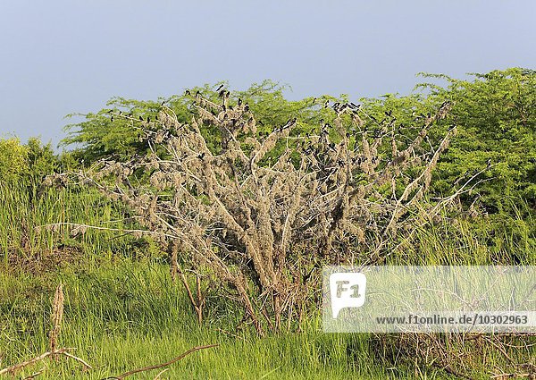 Rauchschwalben (Hirundo rustica)  Schwarm auf Baum  Winterquartier  Bundala Nationalpark  Sri Lanka  Asien