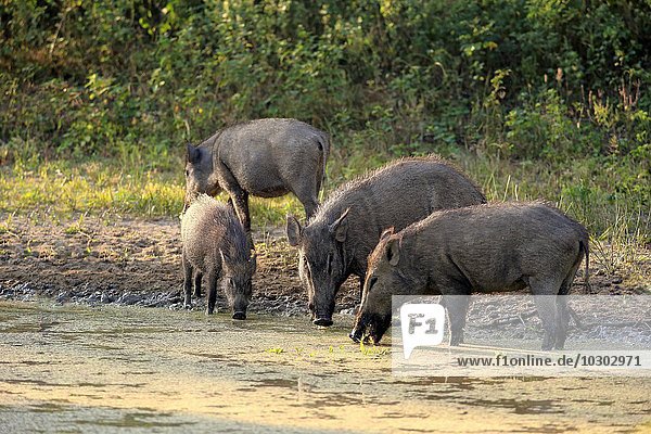 Wildschwein  (Sus scrofa affinis)  Sri Lanka Wildschwein  Gruppe am Wasser  trinkend  Yala Nationalpark  Sri Lanka  Asien