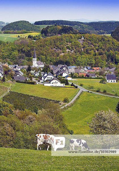 Ausblick auf Ortsteil Düdinghausen der Stadt Medebach  vorne Kühe  Sauerland  Nordrhein-Westfalen  Deutschland  Europa
