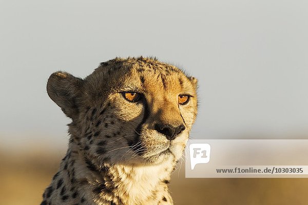 Gepard (Acinonyx jubatus) Männchen captive Namibia Afrika
